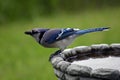 Blue Jay on Birdbath