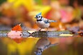 blue jay in a birdbath with reflections of autumn colors