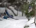 Blue Jay bird photo stock. Blue Jay in the winter season.  Picture. Photo. Image. Portrait.  Spread wings. Flying bird. Snow and Royalty Free Stock Photo