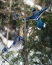 Blue Jay Bird Stock Photos.  Blue Jay Birds perched on a spruce tree with a bokeh background winter season Royalty Free Stock Photo