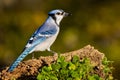 Blue Jay Royalty Free Stock Photo