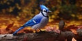 Blue jay on a branch. Bird in the forest. Ornithology. Generative AI Royalty Free Stock Photo