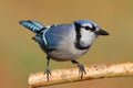 Blue Jay on a Branch