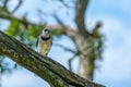 Blue Jay on a Branch Looking Forward Royalty Free Stock Photo