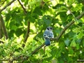 Blue Jay on a Branch: A blue jay turns their head back over shoulder while perched in a leafy green tree showing off brilliant Royalty Free Stock Photo