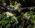 A Blue Jay Butterfly Royalty Free Stock Photo
