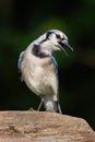 Blue Jay Calling Royalty Free Stock Photo