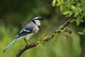 Blue Jay Calls