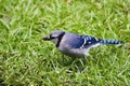 Blue Jay