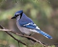 Blue Jay Photo Stock. Blue Jay close-up perched on a branch with a blur background in the forest environment and habitat Royalty Free Stock Photo