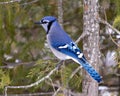 Blue Jay Photo and Image. Close-up perched on a cedar branch with a blur forest background in the forest environment and habitat Royalty Free Stock Photo