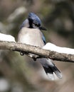 Blue Jay Stock Photo. Close-up profile view perched on a branch with a blur background in the forest environment and habitat. Royalty Free Stock Photo