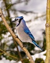 Blue Jay Photo and Image. Close-up side view, perched on a tree branch with blur forest background in its environment and habitat Royalty Free Stock Photo