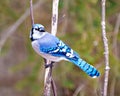 Blue Jay Photo and Image. Side view perched on a tree branch with colourful background in its environment and habitat surrounding Royalty Free Stock Photo