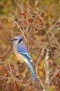 Blue jay close-up on tree