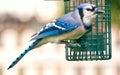 Blue Jay