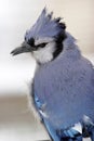 Blue Jay Closeup