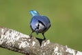 Blue Jay (corvid cyanocitta)