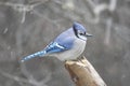 Blue Jay (corvid cyanocitta) Royalty Free Stock Photo