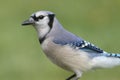 Blue Jay (corvid cyanocitta) Royalty Free Stock Photo