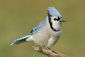 Blue Jay corvid cyanocitta Royalty Free Stock Photo