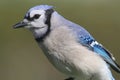 Blue Jay (corvid cyanocitta)