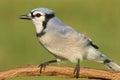 Blue Jay (corvid cyanocitta) Royalty Free Stock Photo