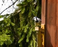 Blue Jay Crouched