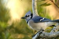 Blue jay, cyanocitta cristata Royalty Free Stock Photo