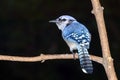 The Blue Jay (Cyanocitta cristata) Royalty Free Stock Photo