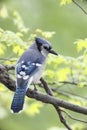 Blue Jay (Cyanocitta cristata bromia)