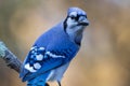 Blue Jay closeup looking right with golden fall foliage background Royalty Free Stock Photo