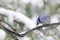 Blue Jay (Cyanocitta cristata) Royalty Free Stock Photo