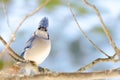 Blue Jay (Cyanocitta cristata) in early springtime, perched on a branch and looking at camera, observing his domain. Royalty Free Stock Photo