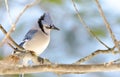 Blue Jay (Cyanocitta cristata) in early springtime, perched on a branch, observing and surveying his domain. Royalty Free Stock Photo