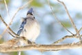 Blue Jay (Cyanocitta cristata) in early springtime, perched on a branch, observing and surveying his domain. Royalty Free Stock Photo