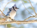 Blue Jay (Cyanocitta cristata) in early springtime, perched on a branch, observing and surveying his domain. Royalty Free Stock Photo