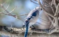 Blue Jay Cyanocitta cristata in early springtime, perched on a branch, observing and surveying his domain. Royalty Free Stock Photo