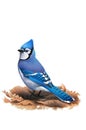 Blue Jay (Cyanocitta cristata) on fallen leaves Royalty Free Stock Photo