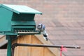 Blue Jay Cyanocitta cristata on Feeder Royalty Free Stock Photo