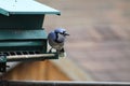 Blue Jay Cyanocitta cristata on Feeder Royalty Free Stock Photo