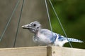 Blue Jay (Cyanocitta cristata) Fledgling Royalty Free Stock Photo