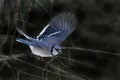 Blue Jay, Cyanocitta cristata, flying