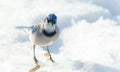 Blue Jay (Cyanocitta cristata) looking at camera, on melting springtime corn snow.