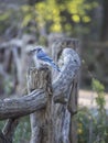 Blue jay Cyanocitta cristata Royalty Free Stock Photo