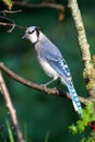 Blue Jay Branch Perched Dark Forest Green Background 2 - Cyanocitta cristata Royalty Free Stock Photo