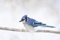 A Blue Jay Cyanocitta cristata perched on a branch in a Canadian winter. Royalty Free Stock Photo