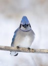 A Blue Jay Cyanocitta cristata perched on a branch in a Canadian winter. Royalty Free Stock Photo