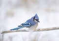 A Blue Jay Cyanocitta cristata perched on a branch in a Canadian winter. Royalty Free Stock Photo