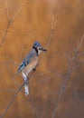 A Blue Jay Cyanocitta cristata perched on a branch at sunrise in a Canadian winter. Royalty Free Stock Photo
